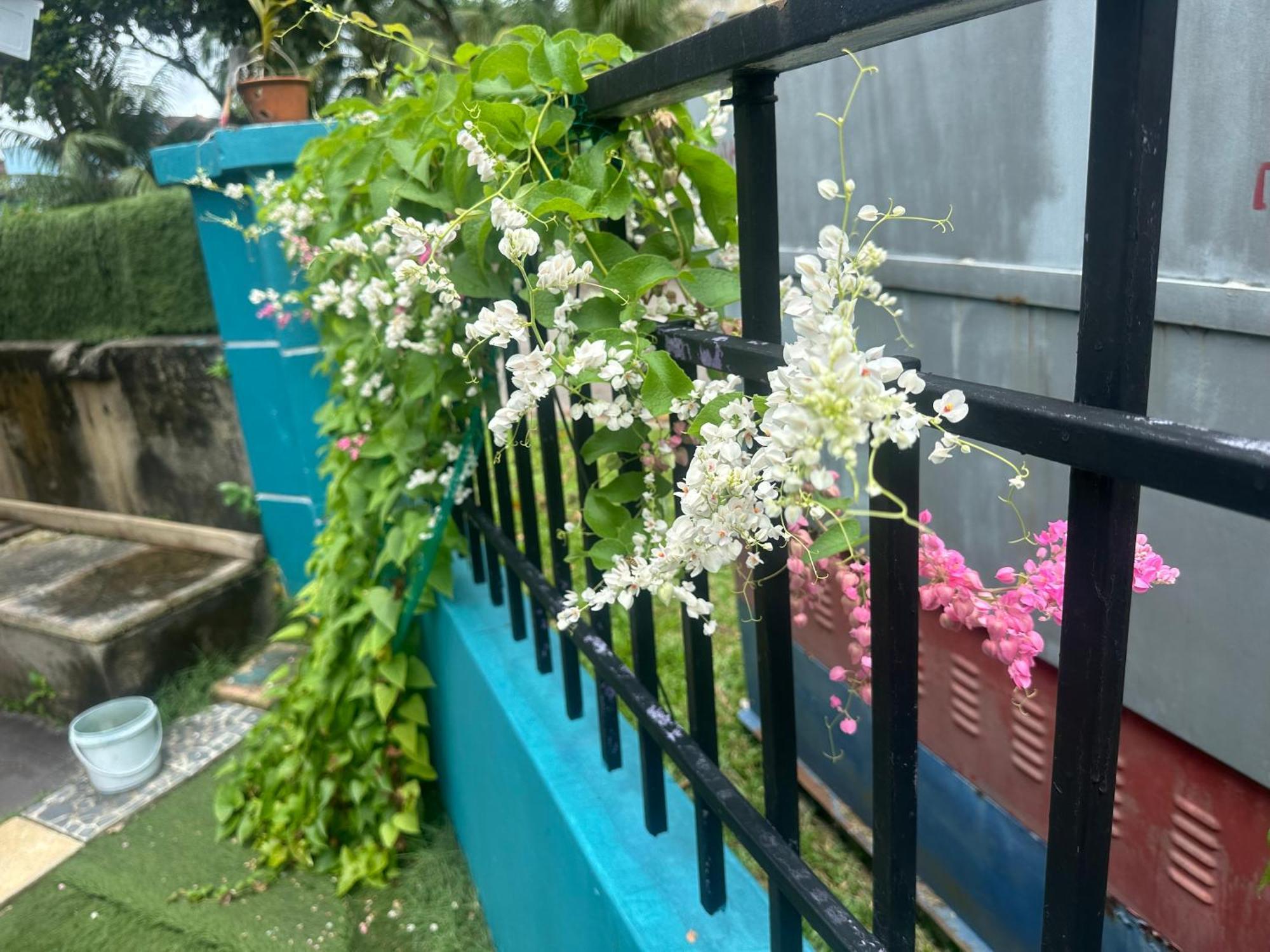 Pulai Bliss